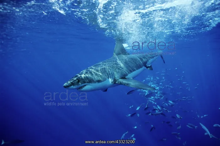: great white shark, Carcharodon carcharias, Guadalupe Island : great white shark, Carcharodon carcharias, Guadalupe Island