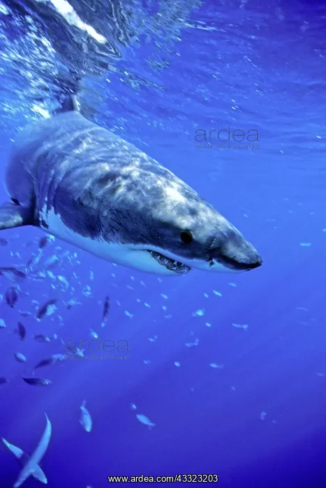 : great white shark, Carcharodon carcharias, Guadalupe Island : great white shark, Carcharodon carcharias, Guadalupe Island