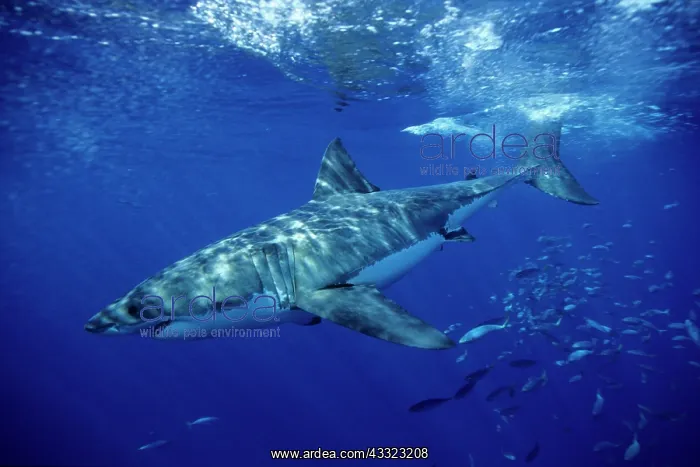 : great white shark, Carcharodon carcharias, Guadalupe Island : great white shark, Carcharodon carcharias, Guadalupe Island