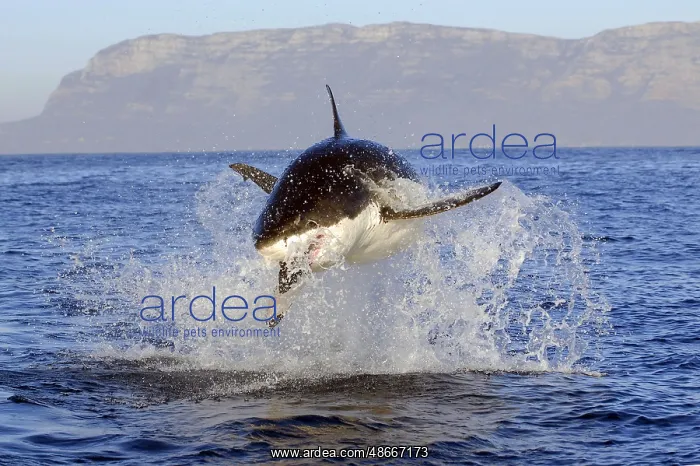 : Great white shark (Carcharodon carcharias), False Bay, South : Great white shark (Carcharodon carcharias), False Bay, South