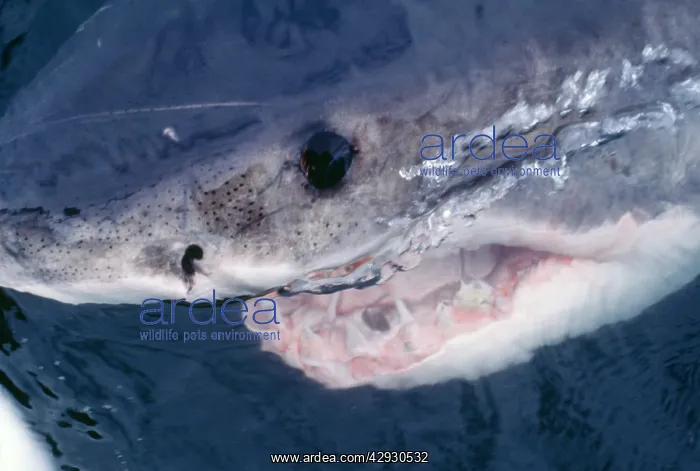 : Great White SHARK - close-up of head : Great White SHARK - close-up of head
