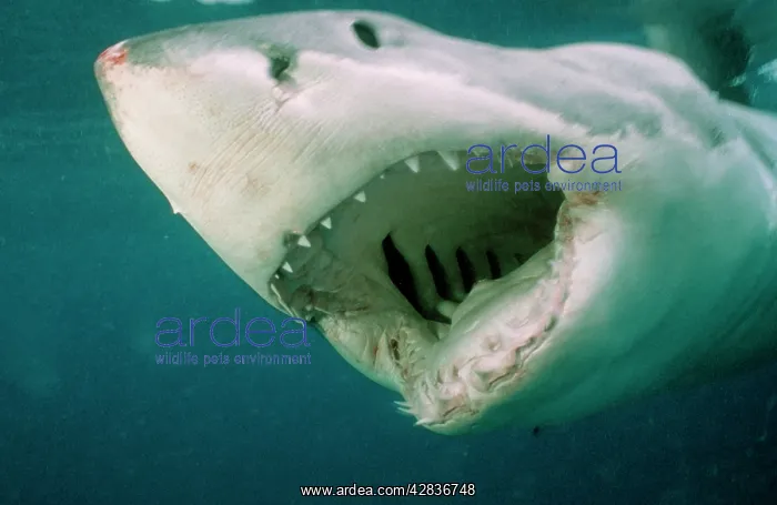 : Great White SHARK - close-up of head, mouth open : Great White SHARK - close-up of head, mouth open