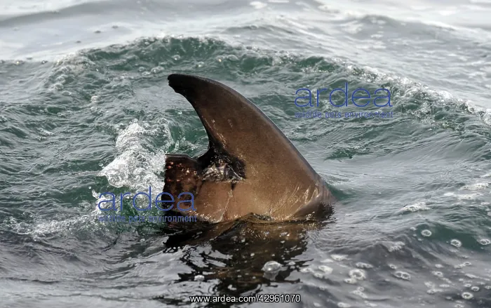: Great White Shark - damaged dorsal fin : Great White Shark - damaged dorsal fin