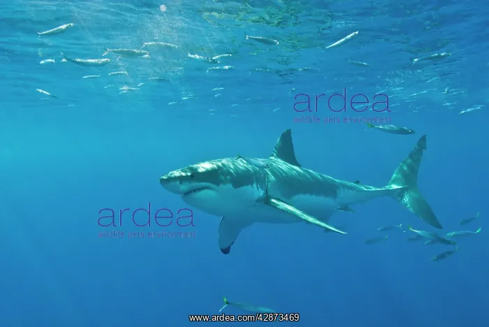 : Great White Shark - Female : Great White Shark - Female