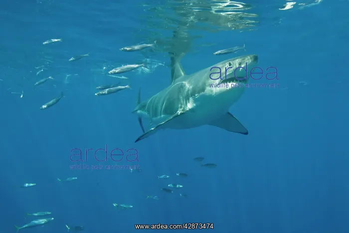: Great White Shark - Female : Great White Shark - Female