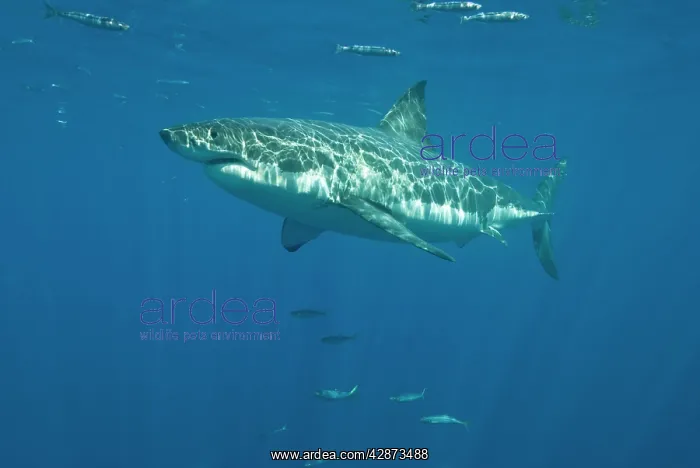  : Great White Shark - Female