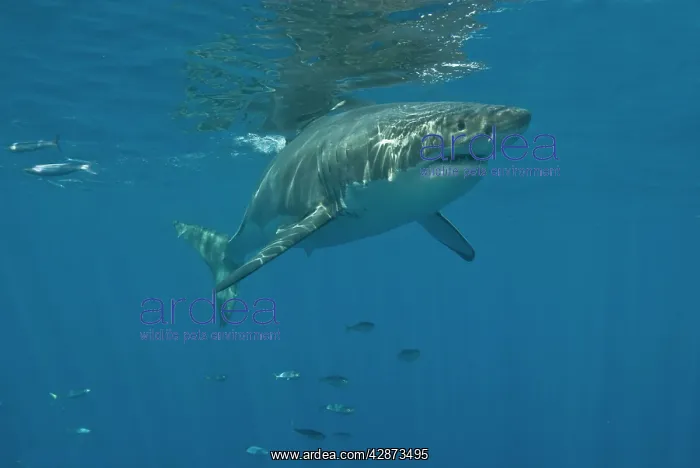 : Great White Shark - Female : Great White Shark - Female