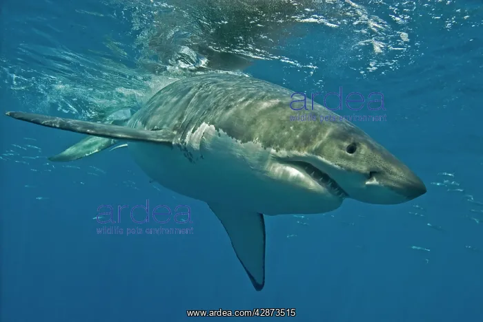 : Great White Shark - Female : Great White Shark - Female