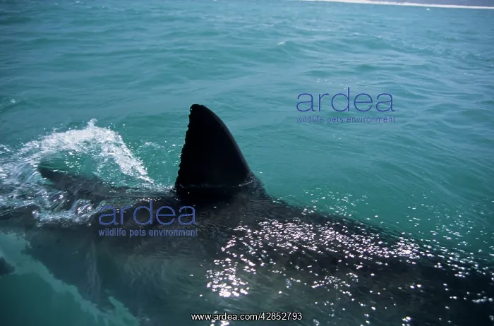 : Great White Shark with fin out of water : Great White Shark with fin out of water