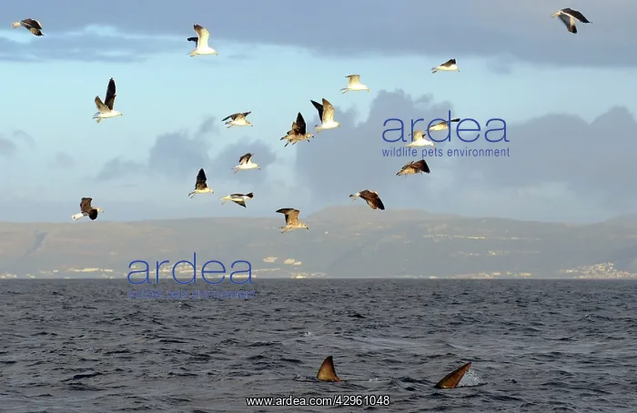 : Great White Shark - followed by Kelp Gulls (larus : Great White Shark - followed by Kelp Gulls (larus