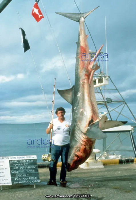 : Great White Shark - gamefishing - caught on dangerous reef : Great White Shark - gamefishing - caught on dangerous reef