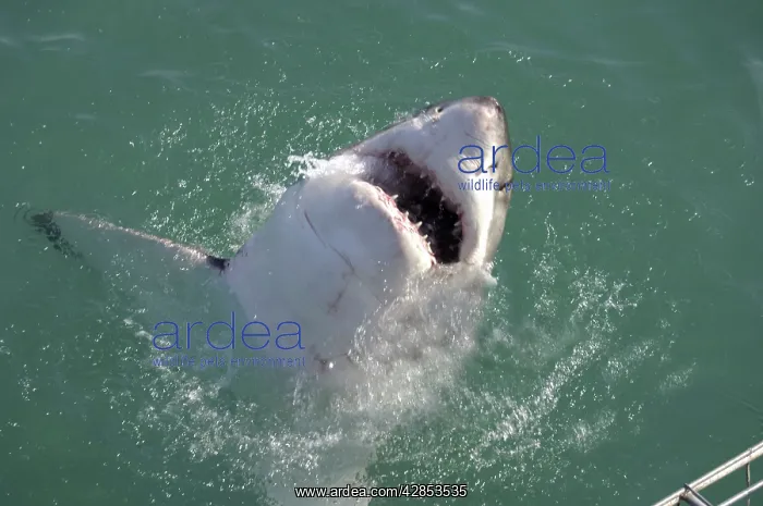 : Great White Shark - with head out of water : Great White Shark - with head out of water