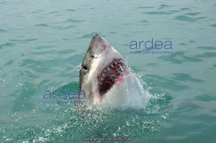 : Great White Shark with head out of water : Great White Shark with head out of water