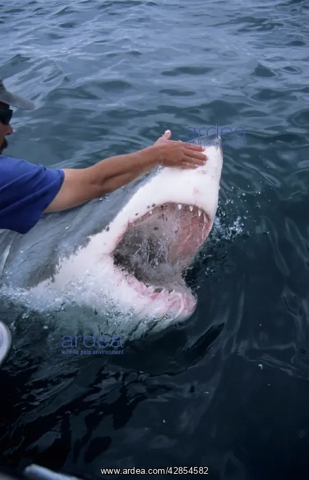 : Great White Shark - With head out of water being : Great White Shark - With head out of water being