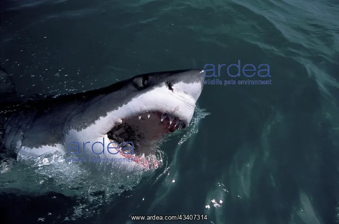 : Great White Shark with head out of water : Great White Shark with head out of water