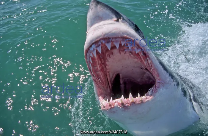 : Great White Shark with head out of water and mouth open : Great White Shark with head out of water and mouth open