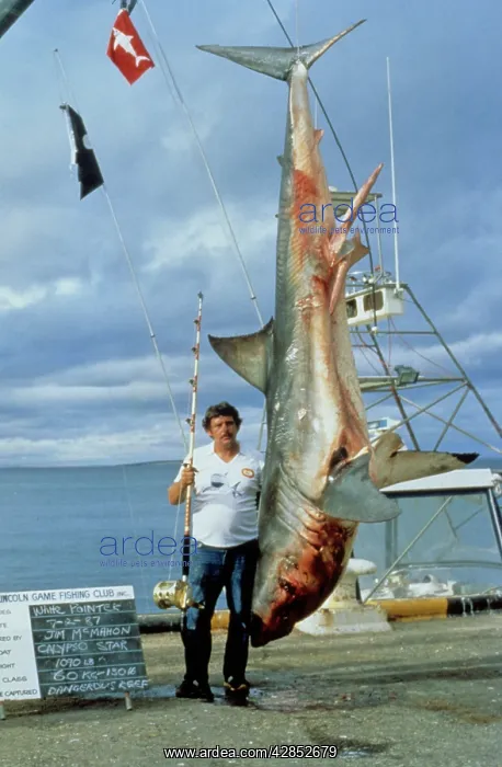 : Great White Shark killed for pleasure : Great White Shark killed for pleasure