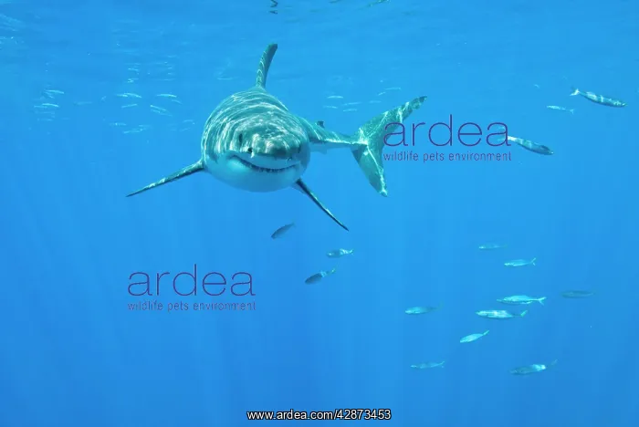  : Great White Shark - male