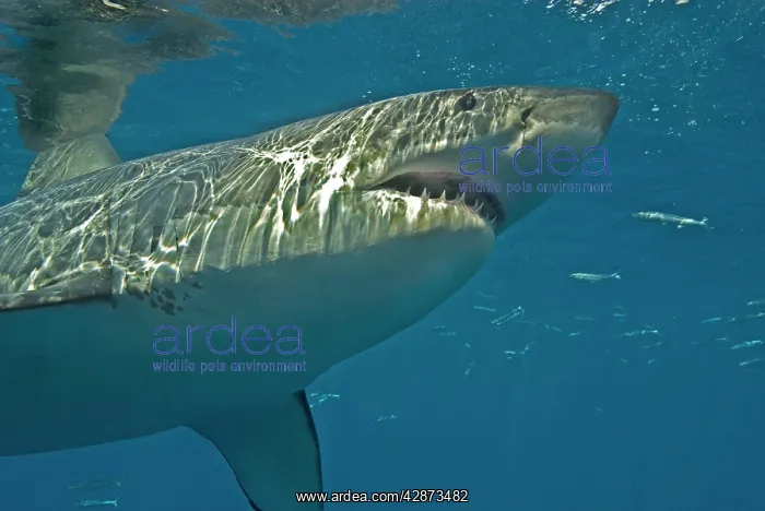 : Great White Shark - male : Great White Shark - male