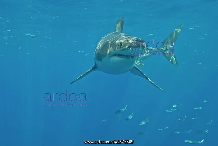 : Great White Shark - male : Great White Shark - male