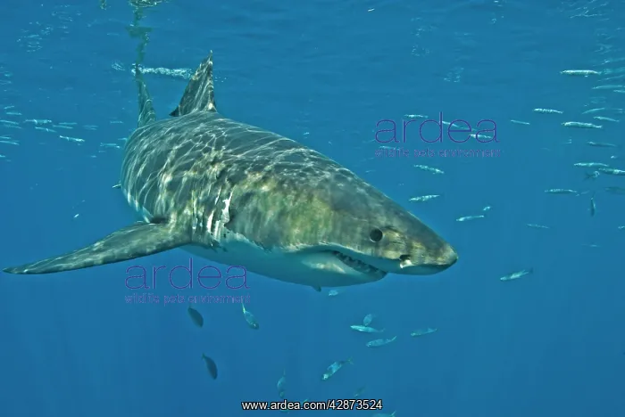 : Great White Shark - male : Great White Shark - male