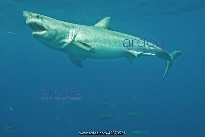 : Great White Shark - male : Great White Shark - male