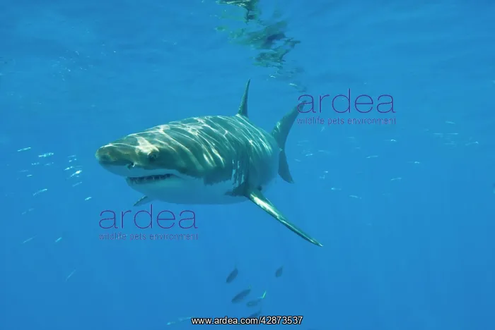 : Great White Shark - male : Great White Shark - male