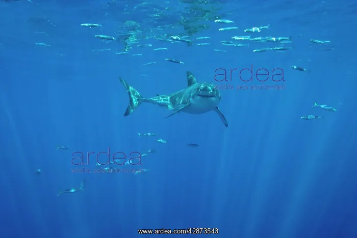 : Great White Shark - male : Great White Shark - male