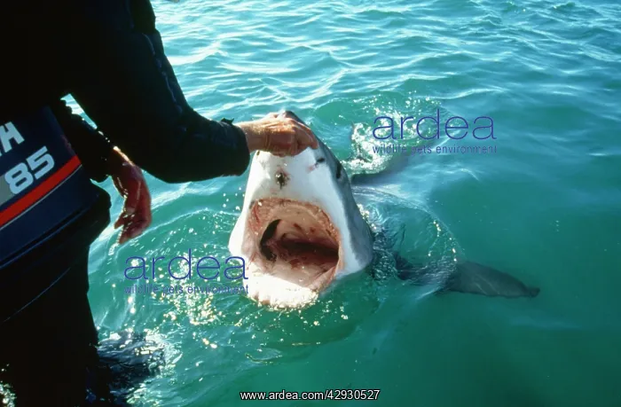 : Great White Shark - man touches nose : Great White Shark - man touches nose