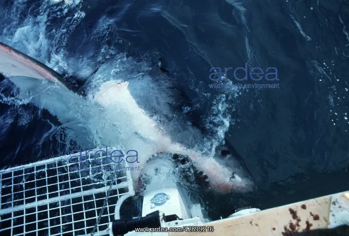 : Great White Shark - mouthing the motor on the charter : Great White Shark - mouthing the motor on the charter