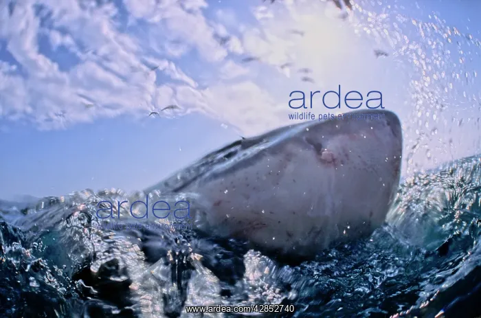 : Great White Shark. With nose out of water : Great White Shark. With nose out of water