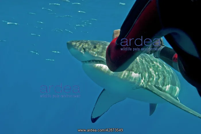 : Great White Shark - Ron Taylor filming a big female : Great White Shark - Ron Taylor filming a big female