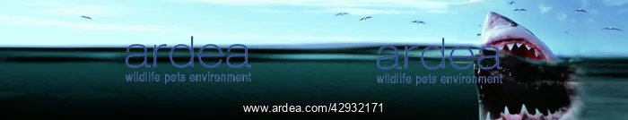 : Great White Shark - Split level view, with mouth open : Great White Shark - Split level view, with mouth open