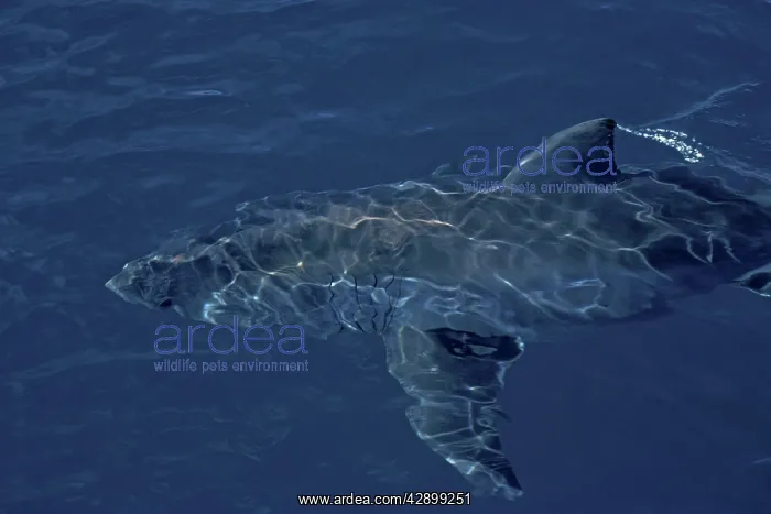 : Great White Shark - swimming just below the surface : Great White Shark - swimming just below the surface