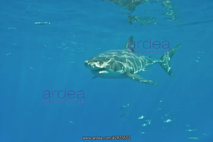 : Great White Shark - Tagged male : Great White Shark - Tagged male