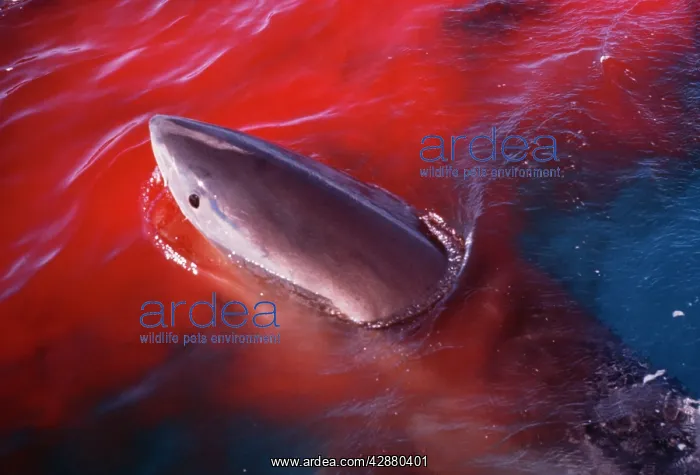  : Great White Shark - tasting blood