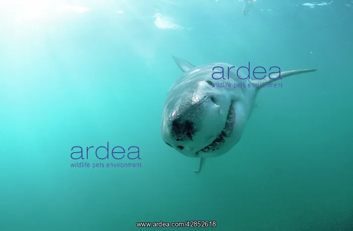 : Great White Shark underwater : Great White Shark underwater
