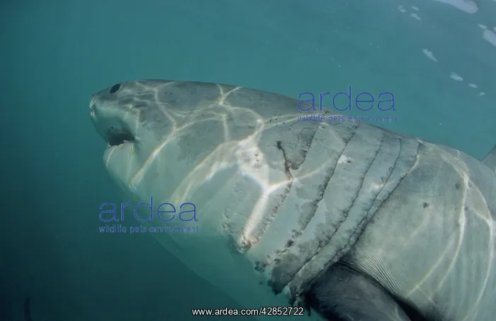 : Great White Shark. Underwater : Great White Shark. Underwater