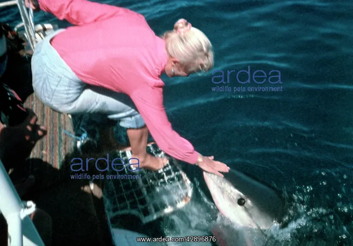 : Great White Shark - Valerie Taylor patting sharks head : Great White Shark - Valerie Taylor patting sharks head