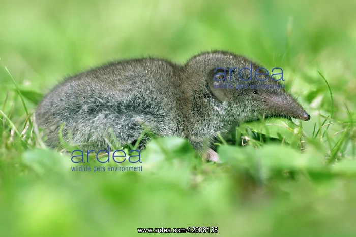 : Great White-Toothed Shrew - In garden : Great White-Toothed Shrew - In garden