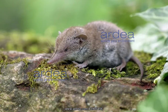 : Great White-toothed Shrew - on garden wall : Great White-toothed Shrew - on garden wall
