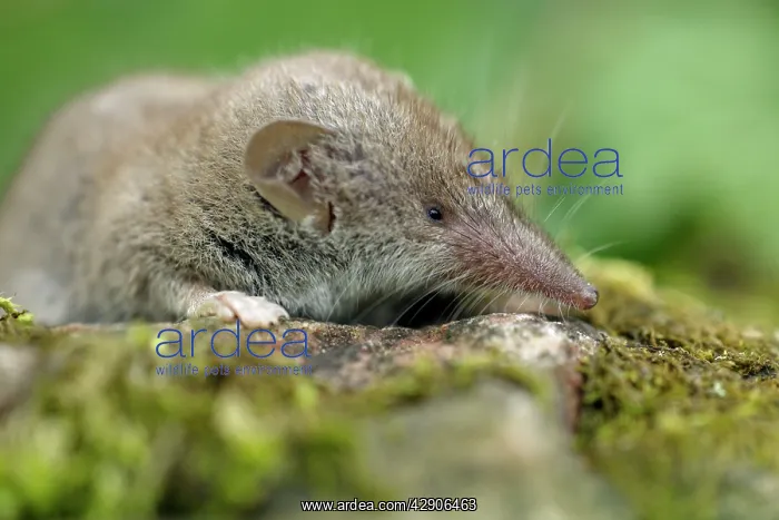 : Great White-toothed Shrew - on garden wall : Great White-toothed Shrew - on garden wall