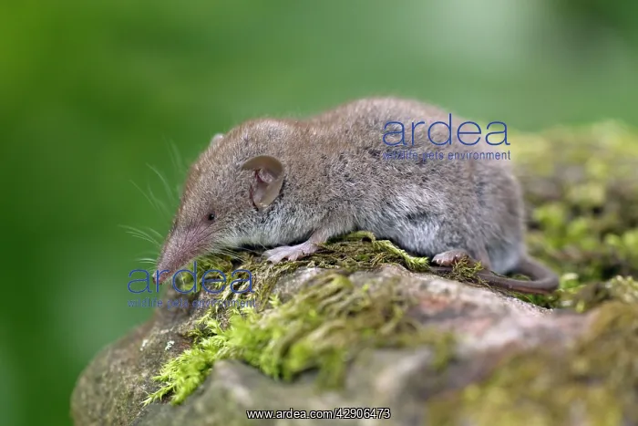 : Great White-toothed Shrew - on garden wall : Great White-toothed Shrew - on garden wall