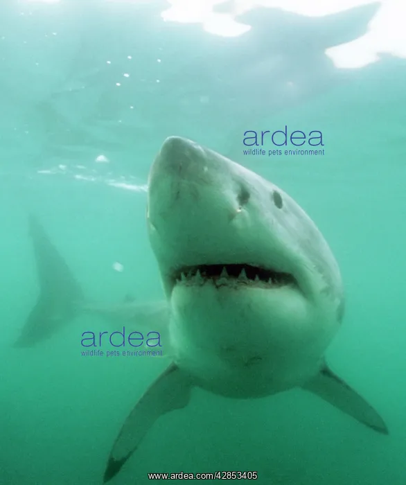 : GREAT WHITE / White / Pointer SHARK : GREAT WHITE / White / Pointer SHARK