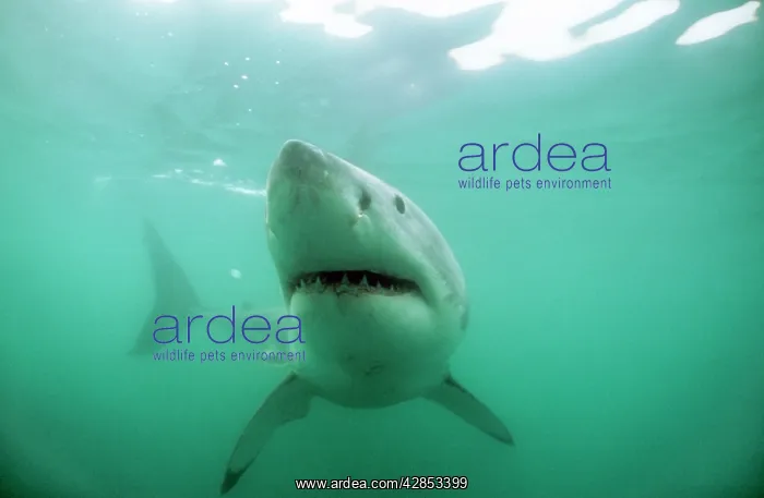 : GREAT WHITE / White / Pointer SHARK - Head facing, close-up : GREAT WHITE / White / Pointer SHARK - Head facing, close-up