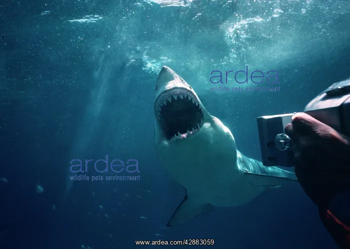 : GREAT WHITE / White / Pointer SHARK - underwater : GREAT WHITE / White / Pointer SHARK - underwater