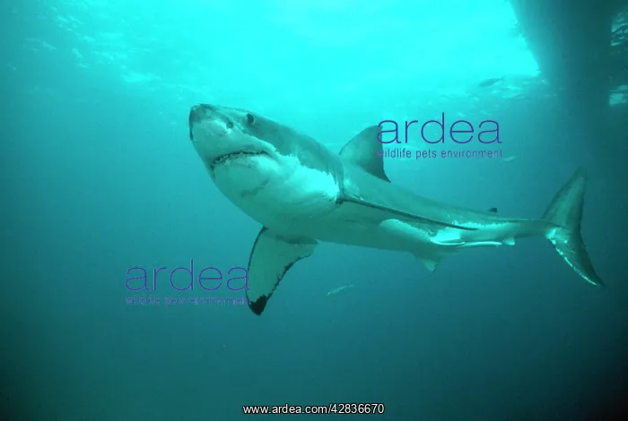 : Great White / White / White Pointer SHARK : Great White / White / White Pointer SHARK