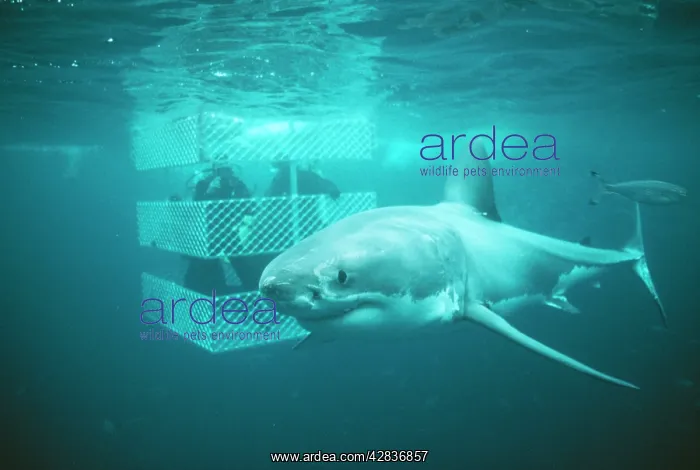 : Great White / White / White Pointer SHARK - with : Great White / White / White Pointer SHARK - with