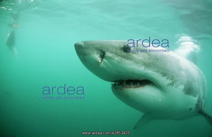 : Great White / White / White Pointer SHARK : Great White / White / White Pointer SHARK