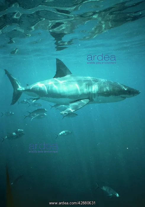 : Great White / White / White Pointer SHARK : Great White / White / White Pointer SHARK